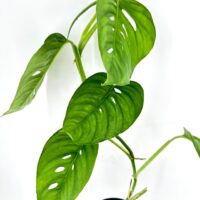 Monstera houseplant with fenestrated leaves against a white background.