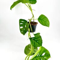 Lush Monstera plant with distinctive perforated leaves against a plain white background.