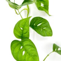 Vibrant green monstera plant with heart-shaped leaves featuring unique cutouts and textures.