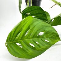 Closeup of a lush Monstera leaf with distinctive perforations, vibrant green, in a black pot.