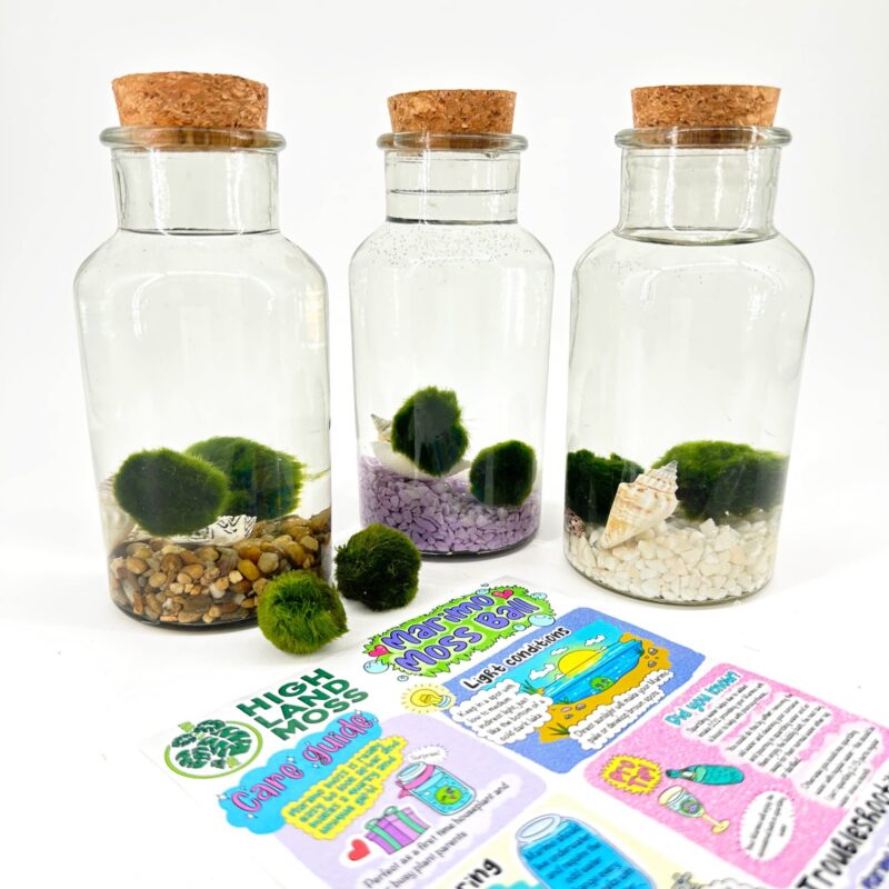 Marimo moss balls in glass bottles with pebbles, for home decor and aquarium use.