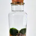 Miniature aquatic ecosystem in glass jar with pebbles, moss, and striped snail.