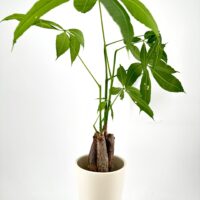 Pachira money tree with twisted trunk, lush leaves in white pot on pedestal.