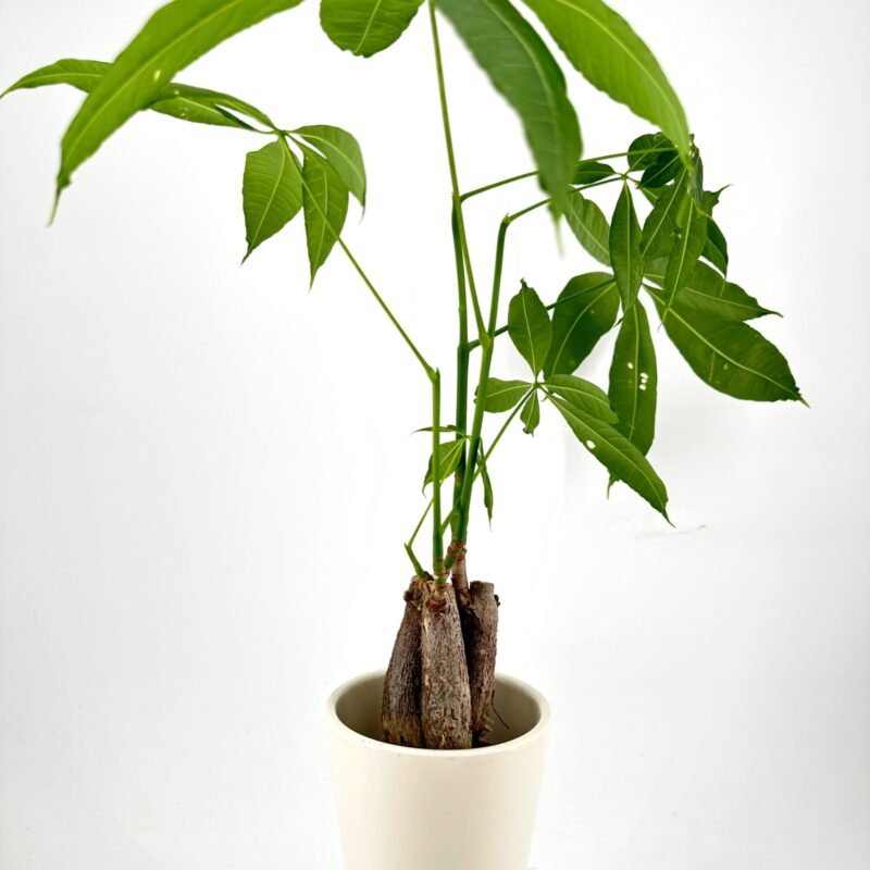 Elegant Pachira Money Tree in Minimalist White Pot Pachira money tree with twisted trunk, lush leaves in white pot on pedestal.