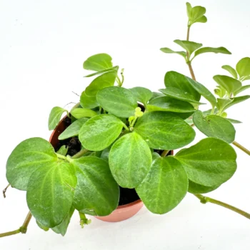 Vibrant potted plant with glossy heart-shaped leaves in a terracotta pot against a white backdrop.