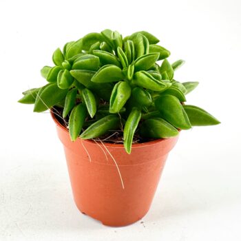 Succulent in terracotta pot with green rosette leaves on white background.
