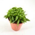 Lush green succulent in terracotta pot with rosette leaves and glossy sheen.