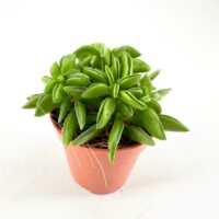 Lush green succulent in terracotta pot with rosette leaves and glossy sheen.