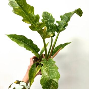 Philodendron Ring Of Fire Aroid Plant 12cm pot
