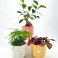 Aesthetic potted plants in pastel pots with lush green, feathery, and vibrant foliage.
