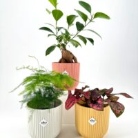 Aesthetic potted plants in pastel pots with lush green, feathery, and vibrant foliage.