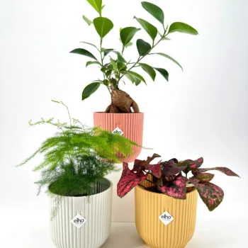 Aesthetic potted plants in pastel pots with lush green, feathery, and vibrant foliage.