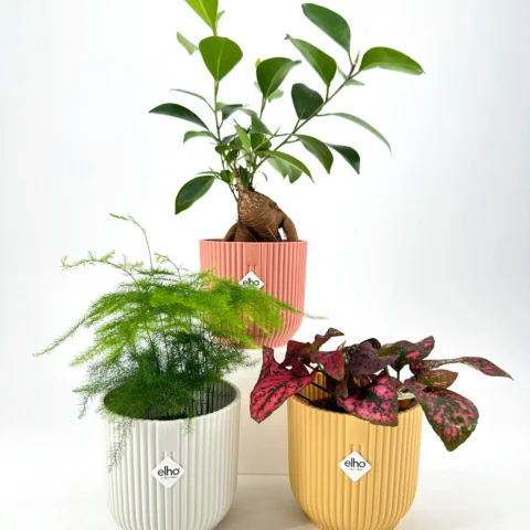Aesthetic potted plants in pastel pots with lush green, feathery, and vibrant foliage.