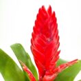 Vibrant red tropical ginger flower with lush green leaves on white background.