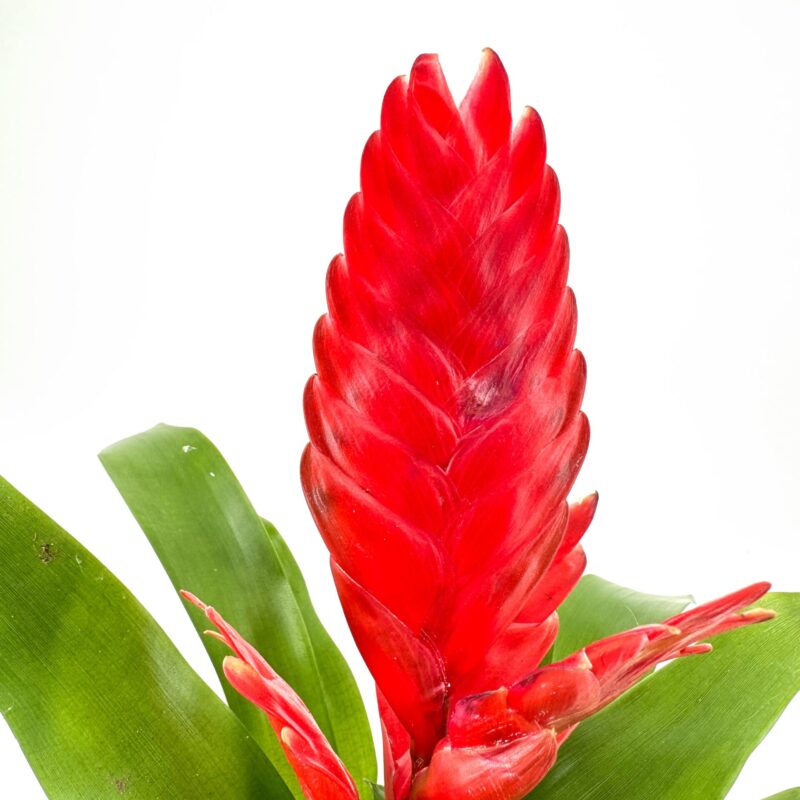 Tropical Elegance: Vibrant Red Ginger Bloom Vibrant red tropical ginger flower with lush green leaves on white background.