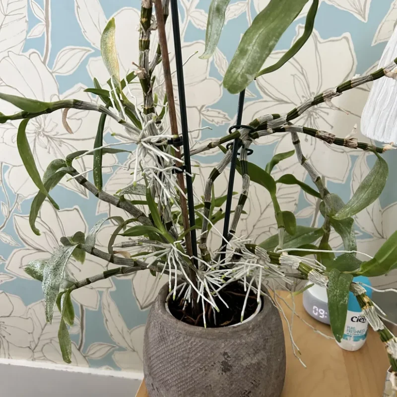 Orchid Elegance in a Serene Home Setting Elegant potted orchid with green stems and leaves, against a serene floral wallpaper backdrop.