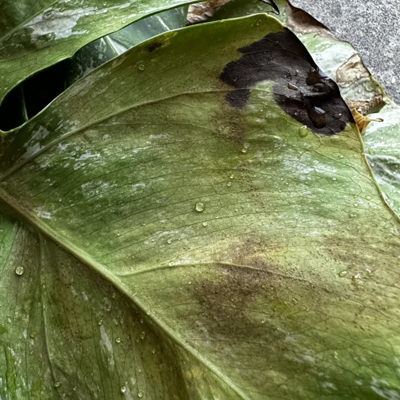 Vibrant Leaf: Natures Colourful Texture Close-up of a vibrant leaf with water droplets, showing natural textures and colours.
