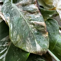 Lush green and brown leaves with water droplets and textures, capturing natures beauty.