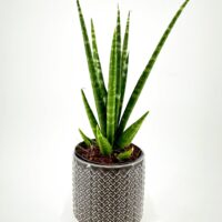 Snake plant in textured gray pot on white pedestal, elegant modern indoor decor.