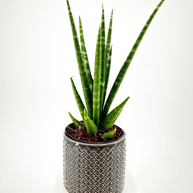 Elegant Snake Plant in Geometric Gray Pot Snake plant in textured gray pot on white pedestal, elegant modern indoor decor.