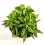 Peperomia Axillaris Taco Leaf Plant