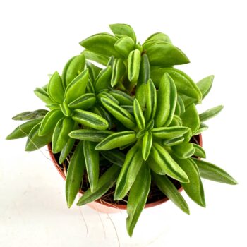 Green succulent in a brown pot against a white background, displaying glossy, rosette-arranged leaves.