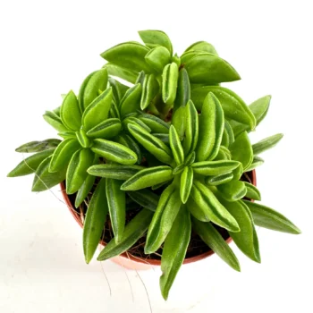 Green succulent in a brown pot against a white background, displaying glossy, rosette-arranged leaves.