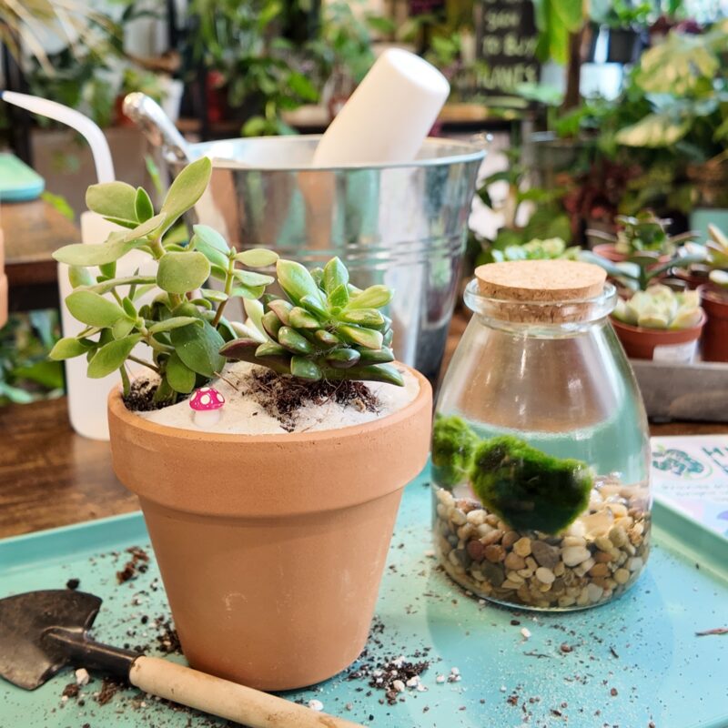 Fun Kids Plant Workshops in Aberdeen – Indoor Gardening Activities at Highland Moss