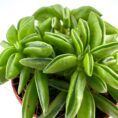Succulent plants in terracotta pot with green leaves, emphasizing natural beauty and resilience.