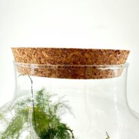 Elegant glass terrarium with cork lid showcasing lush green plants indoors.