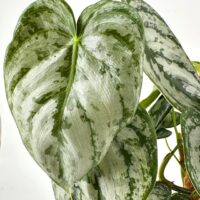 Variegated heart-shaped tropical houseplant leaf with glossy texture and green-silvery pattern.