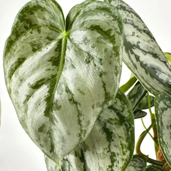 Variegated heart-shaped tropical houseplant leaf with glossy texture and green-silvery pattern.