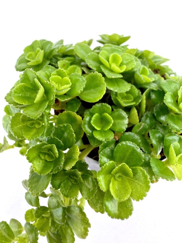 Close up of vibrant green scalloped succulent leaves forming compact rosettes on trailing indoor houseplant