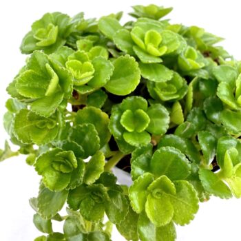 Close up of vibrant green scalloped succulent leaves forming compact rosettes on trailing indoor houseplant