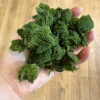 imperfect marimo moss balls in hand bundle deal rescue marimo