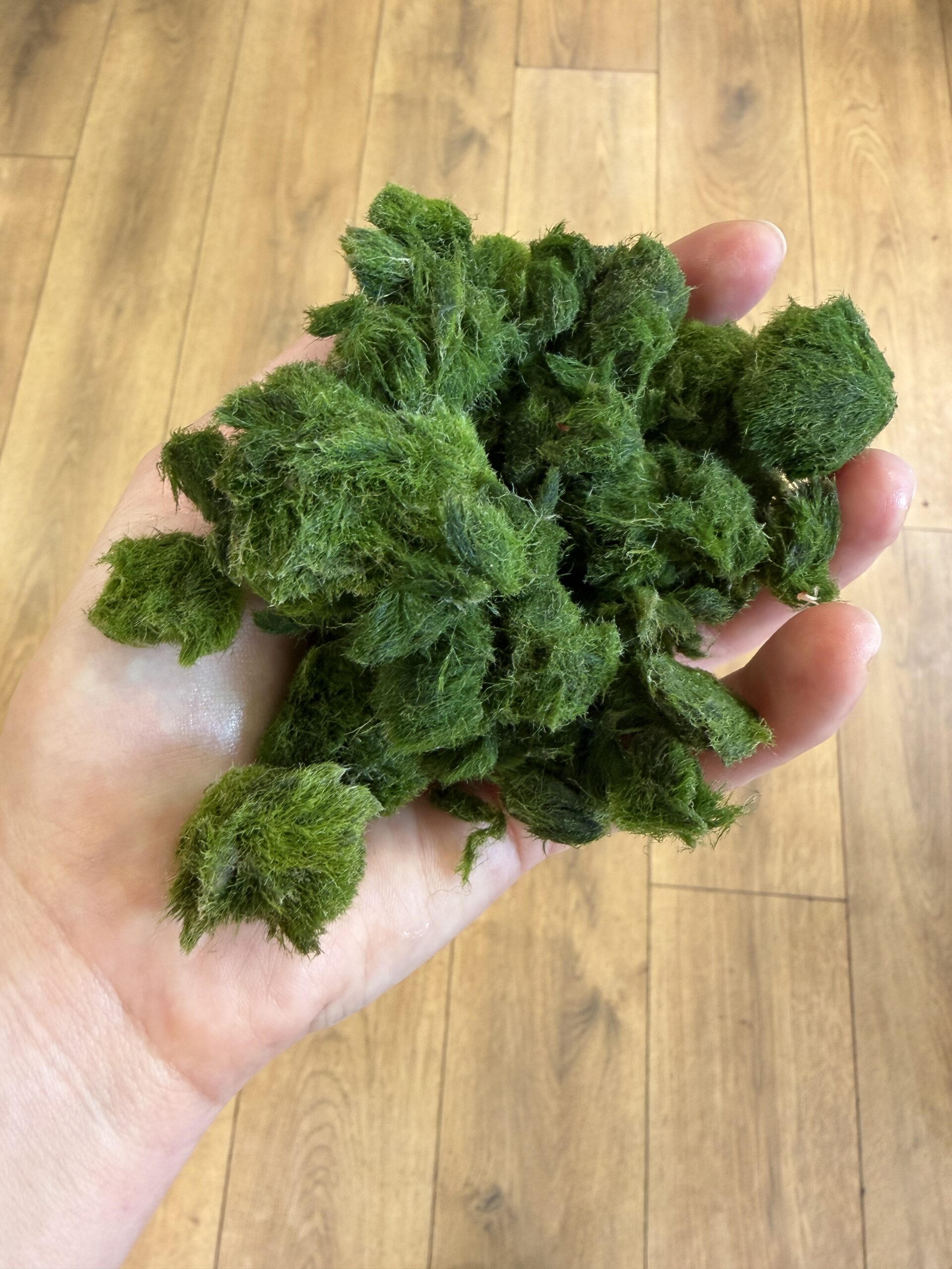 imperfect marimo moss balls in hand bundle deal rescue marimo