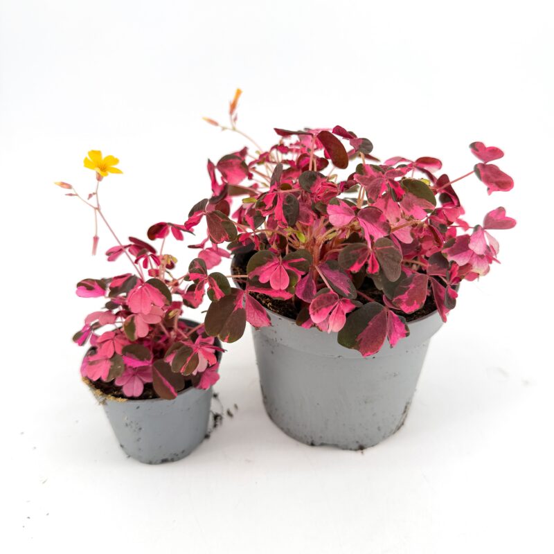 Oxalis vulcanicola Plum Crazy Shamrock Plant Oxalis vulcanicola ‘Plum Crazy’ shamrock plant in two pot sizes showing vibrant pink and burgundy foliage with compact trailing growth