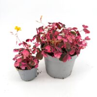 Oxalis vulcanicola ‘Plum Crazy’ shamrock plant in two pot sizes showing vibrant pink and burgundy foliage with compact trailing growth