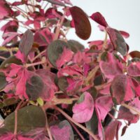Close-up of Oxalis ‘Plum Crazy’ showing variegated deep pink and dark burgundy shamrock leaves with delicate stems