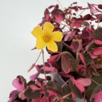 Oxalis vulcanicola ‘Plum Crazy’ with bright yellow flower contrasting against pink and burgundy shamrock foliage