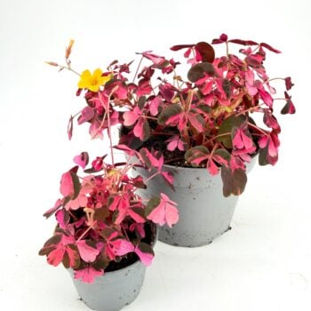 Oxalis vulcanicola ‘Plum Crazy’ shamrock plants displaying vibrant pink foliage and trailing habit in two nursery pots