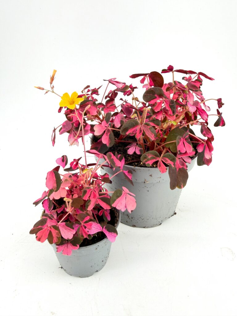 Oxalis vulcanicola ‘Plum Crazy’ shamrock plants displaying vibrant pink foliage and trailing habit in two nursery pots