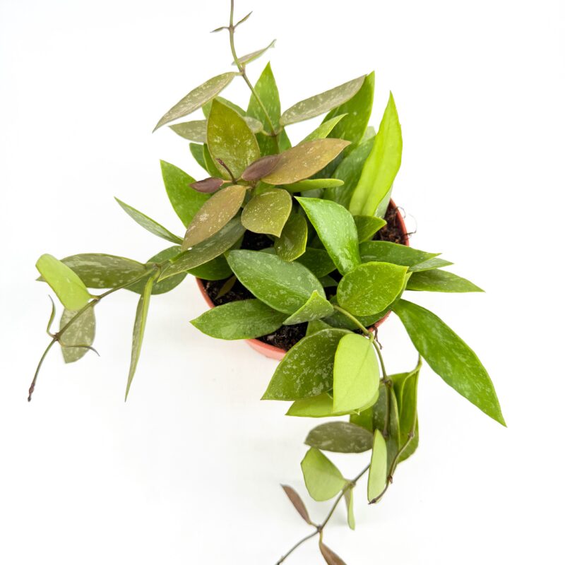 Hoya Memoria Gracilis Wax Plant Top view of Hoya Memoria Gracilis Wax Plant with speckled green leaves and trailing growth