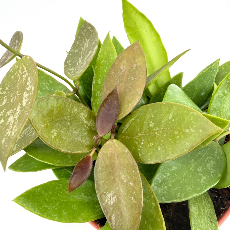 Hoya Memoria Gracilis Wax Plant Close up of Hoya Memoria Gracilis leaves showing speckled foliage and bronze new growth