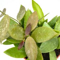 Close up of Hoya Memoria Gracilis leaves showing speckled foliage and bronze new growth