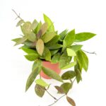 Hoya Memoria Gracilis Wax Plant