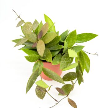 Hoya Memoria Gracilis trailing wax plant with green speckled leaves in nursery pot