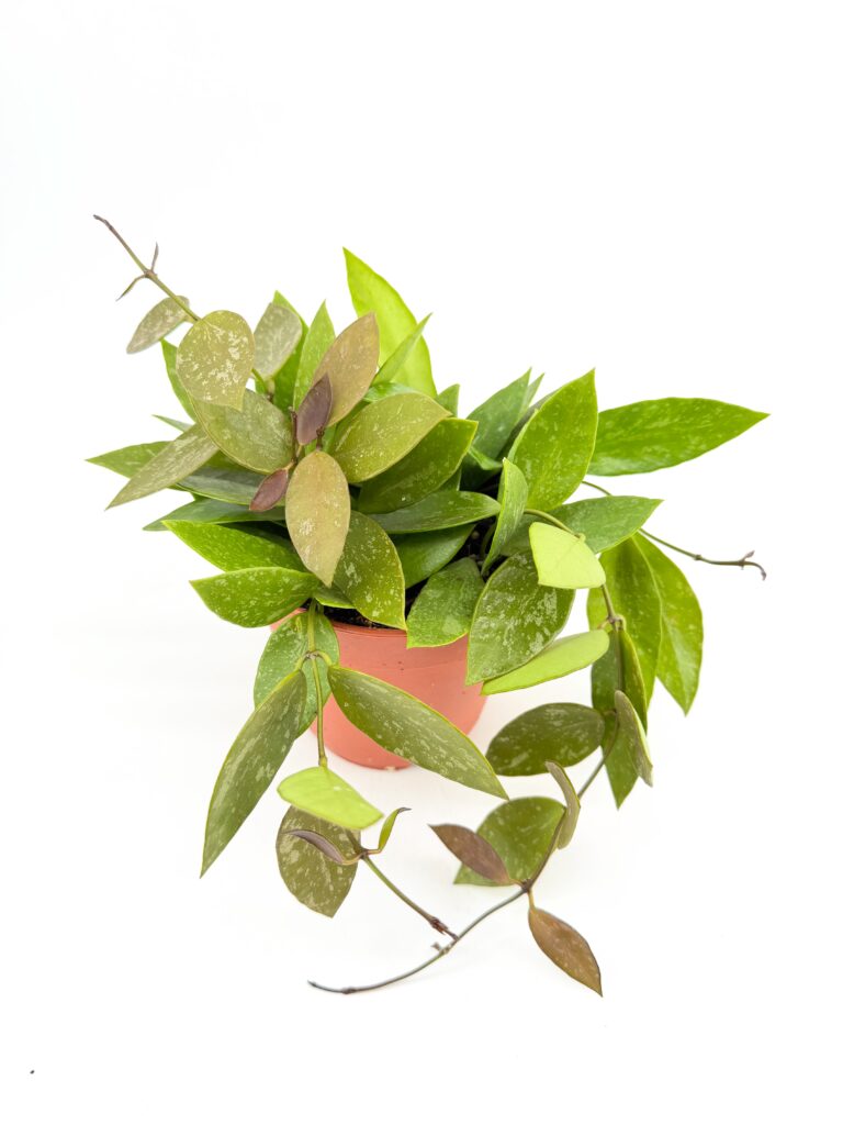 Hoya Memoria Gracilis trailing wax plant with green speckled leaves in nursery pot