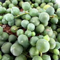 Senecio Rowleyanus String Of Pearls
