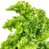 Lush green foliage with ruffled leaves on a bright background.